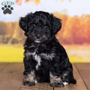 Susie, Mini Bernedoodle Puppy